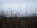 Arnside Walk 24th Jan 2010  23